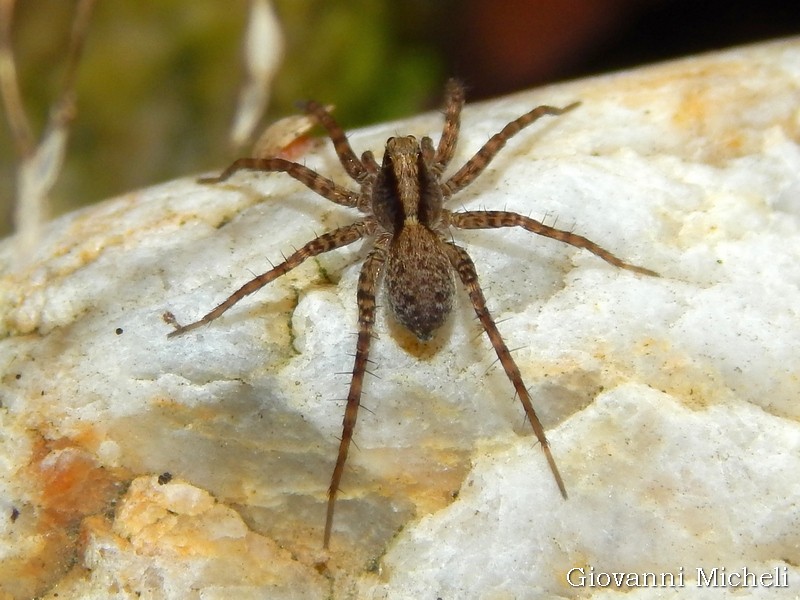 Pardosa lugubris?   Pardosa lugubris s.l.  - Pontevecchio di Magenta  (MI)